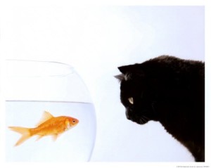 cat and fishbowl