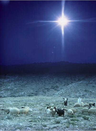 shepherds
